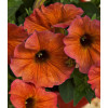 Beautical 'Cinnamon' (Petunia nowej generacji)