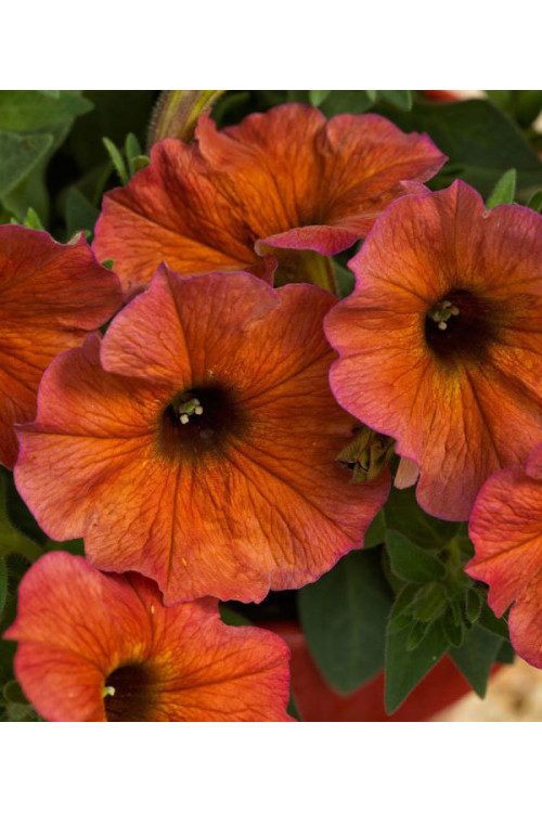 Beautical 'Cinnamon' (Petunia nowej generacji)