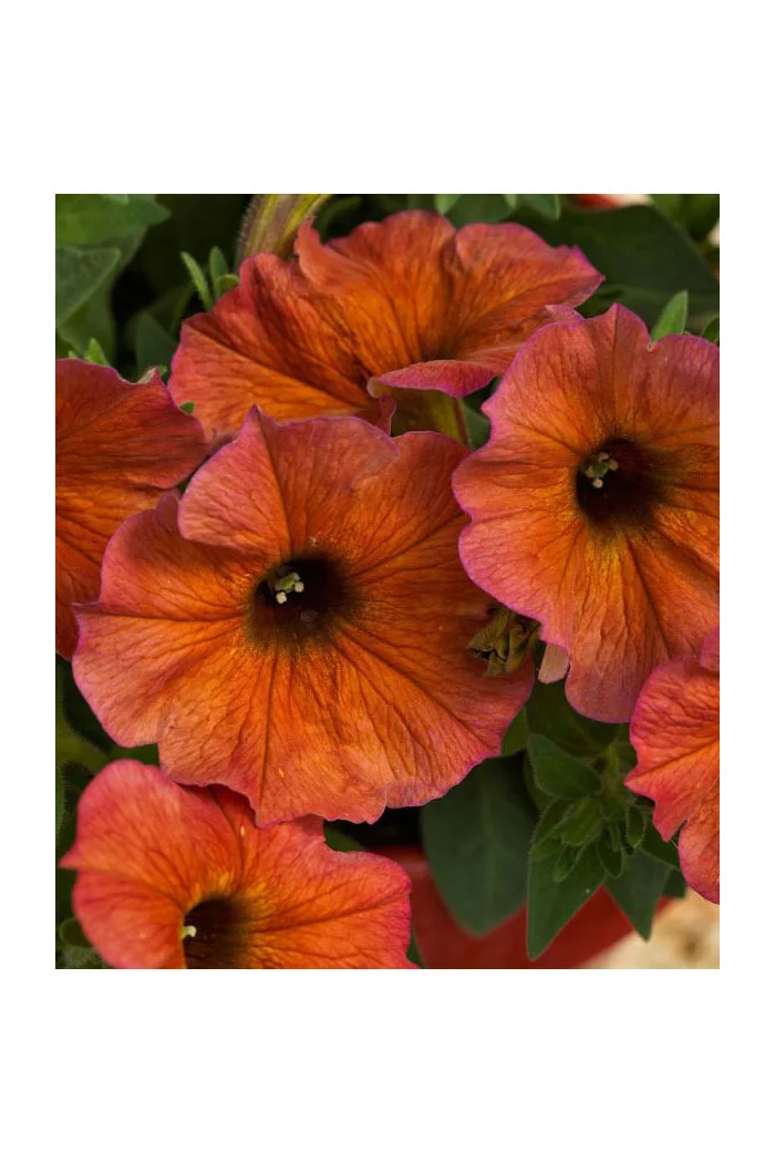 Beautical 'Cinnamon' (Petunia nowej generacji)