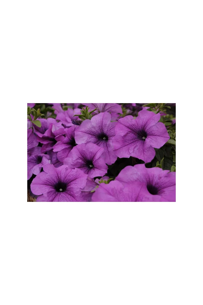 Surfinia 'Conchita Grande Lavender'