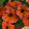 Beautical 'Cinnamon' (Petunia nowej generacji)
