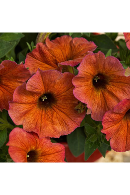 Beautical 'Cinnamon' (Petunia nowej generacji)