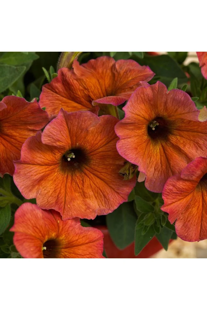 Beautical 'Cinnamon' (Petunia nowej generacji)