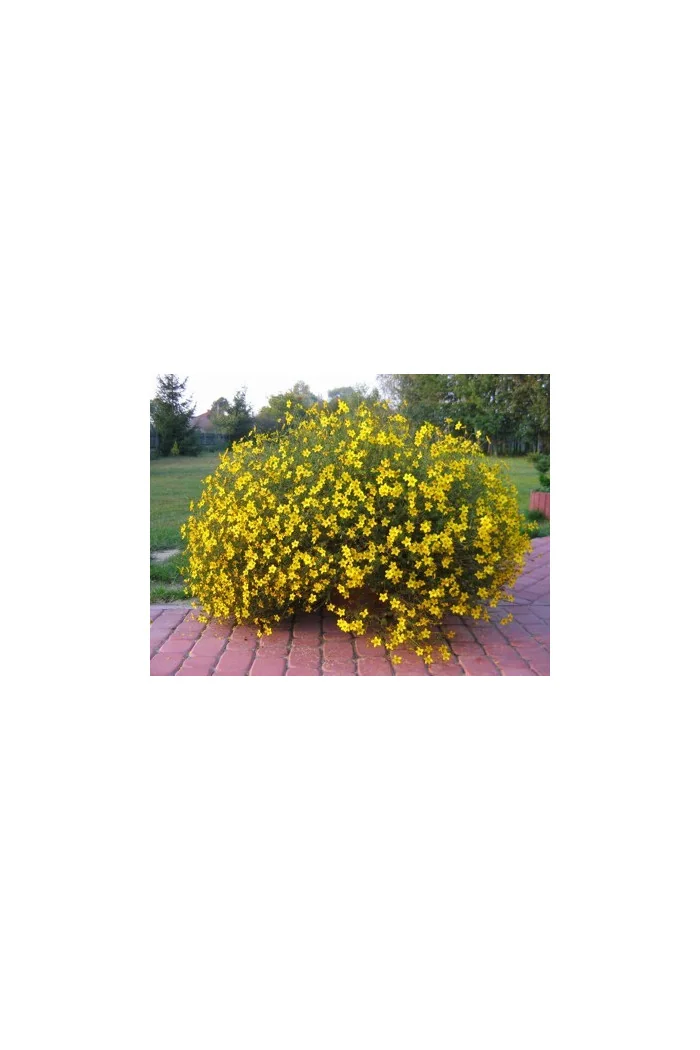 Czubatka ubiorkolistna, brachycome