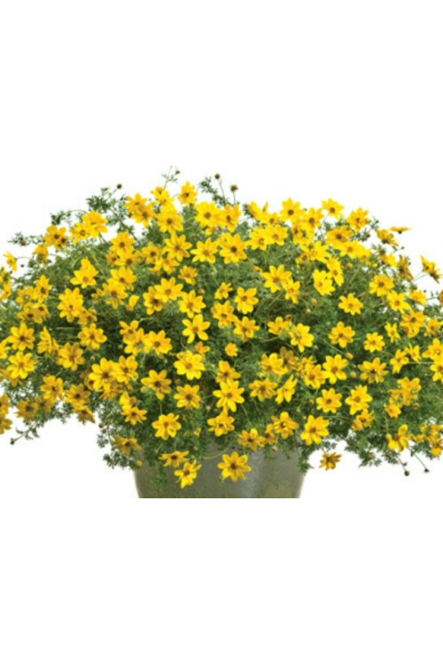 Czubatka ubiorkolistna, brachycome