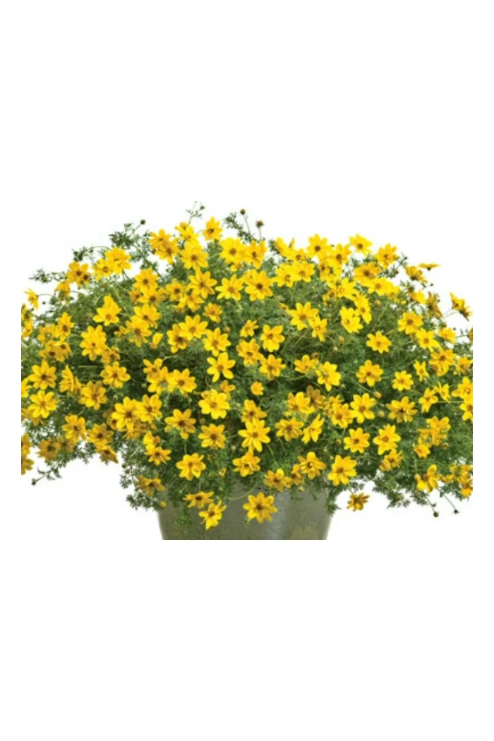 Czubatka ubiorkolistna, brachycome