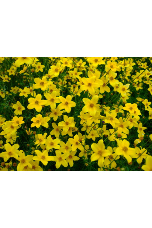 Czubatka ubiorkolistna, brachycome