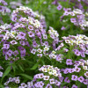 Smagliczka 'Lavender Stream' div class'lat' Lobularia /div