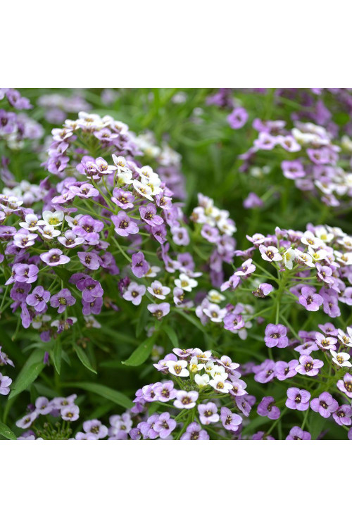 Smagliczka 'Lavender Stream' div class'lat' Lobularia /div