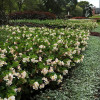 Begonia (Dragon) 'Baby Wing White'' div class'lat' Begonia /div