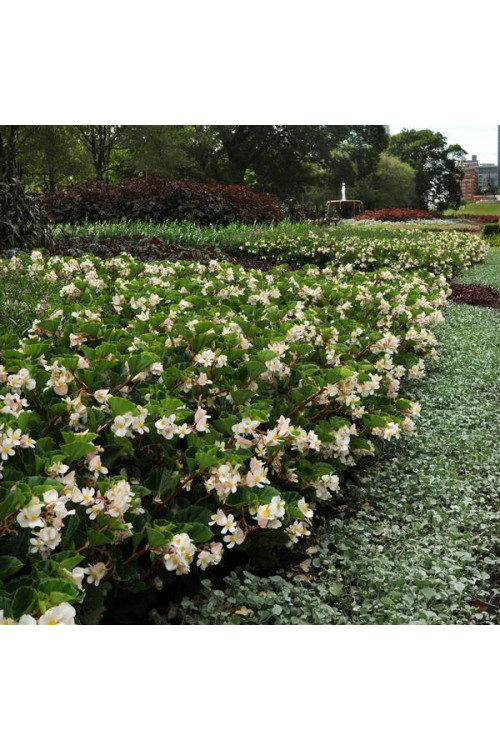 Begonia (Dragon) 'Baby Wing White'' div class'lat' Begonia /div