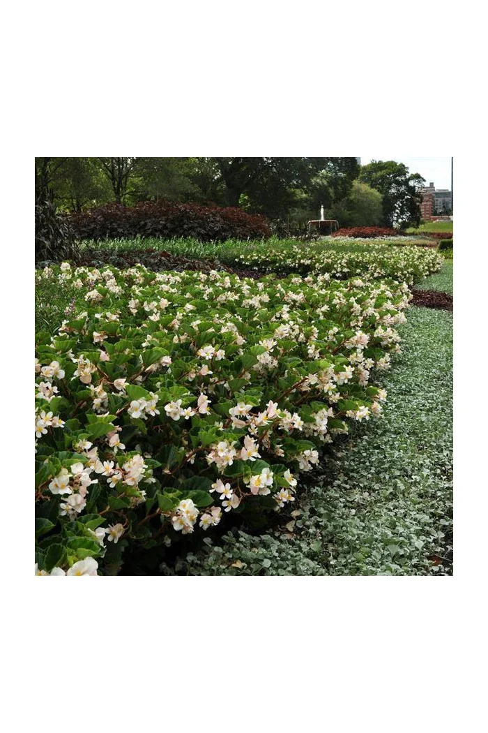 Begonia (Dragon) 'Baby Wing White'' div class'lat' Begonia /div