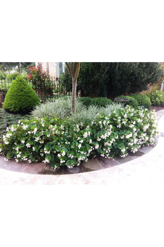 Begonia (Dragon) 'Baby Wing White'' div class'lat' Begonia /div