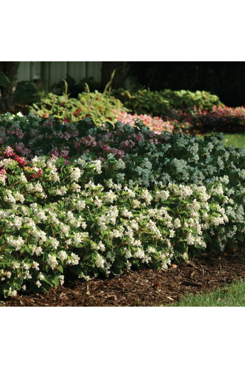 Begonia (Dragon) 'Baby Wing White'' div class'lat' Begonia /div