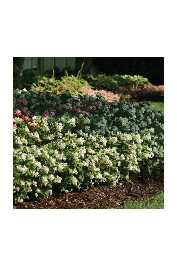 Begonia (Dragon) 'Baby Wing White'' div class'lat' Begonia /div