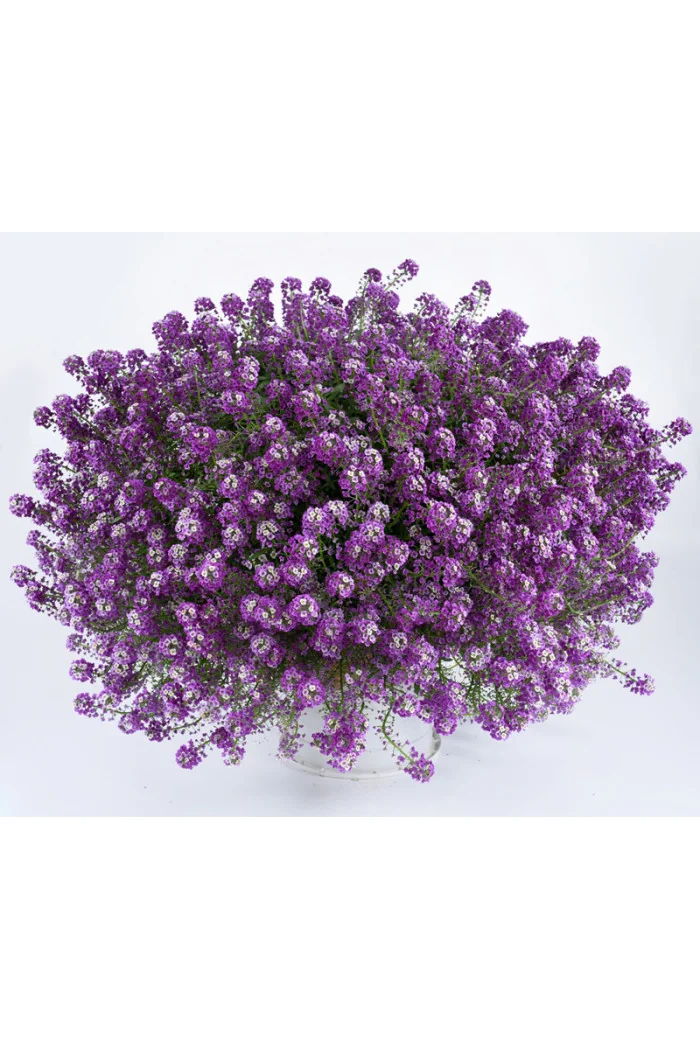 Smagliczka 'Lavender Stream' div class'lat' Lobularia /div