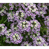 Smagliczka 'Lavender Stream' div class'lat' Lobularia /div
