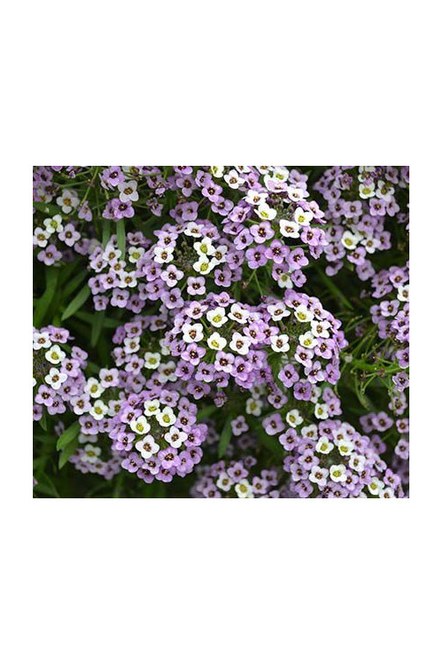 Smagliczka 'Lavender Stream' div class'lat' Lobularia /div