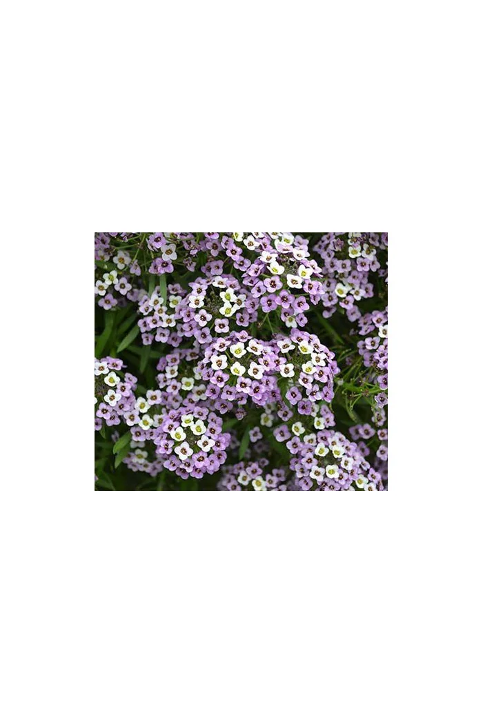 Smagliczka 'Lavender Stream' div class'lat' Lobularia /div