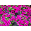 Pelargonia angielska 'Clarion Violet'
