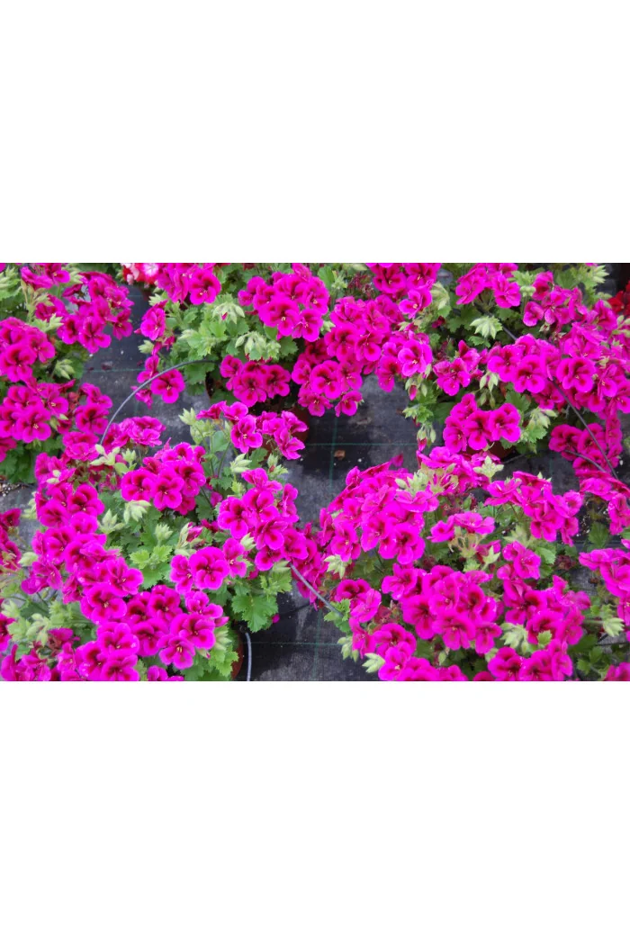 Pelargonia angielska 'Clarion Violet'