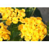 Lantana 'Yellow'