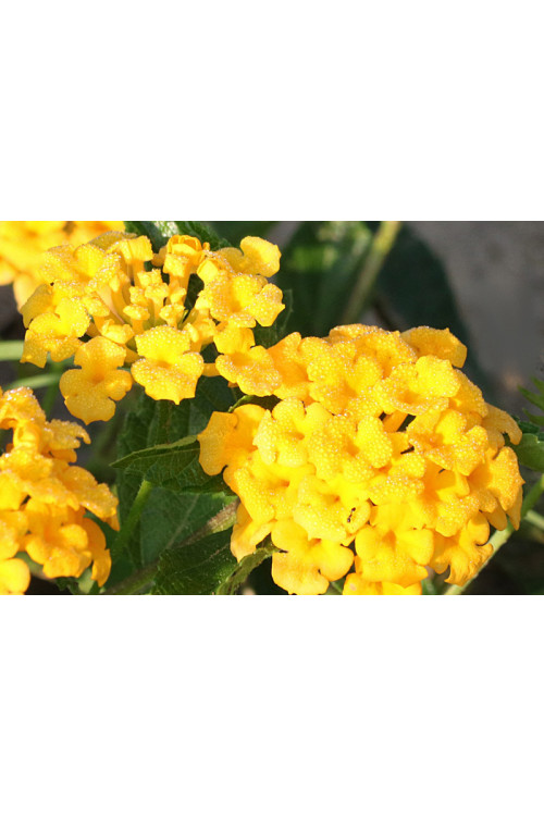 Lantana 'Yellow'