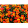 Lantana 'Red Improved'