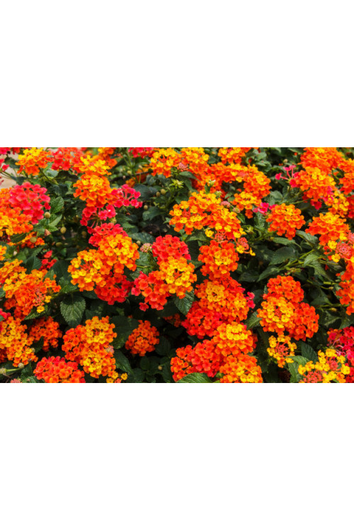 Lantana 'Red Improved'