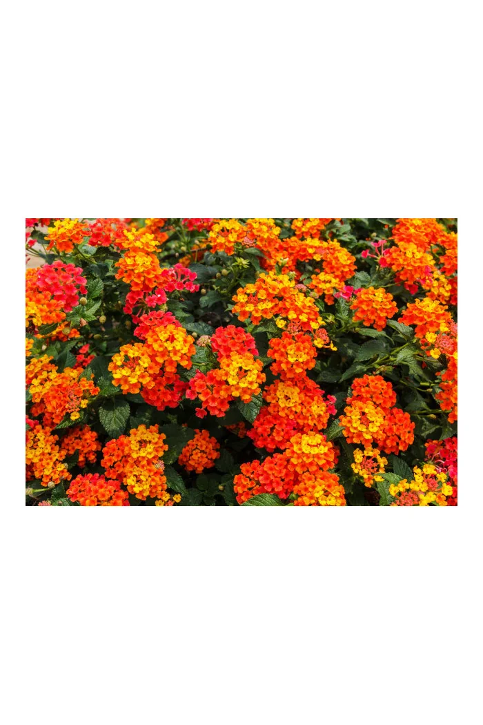 Lantana 'Red Improved'
