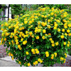 Lantana 'Yellow'