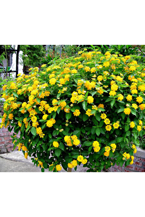 Lantana 'Yellow'