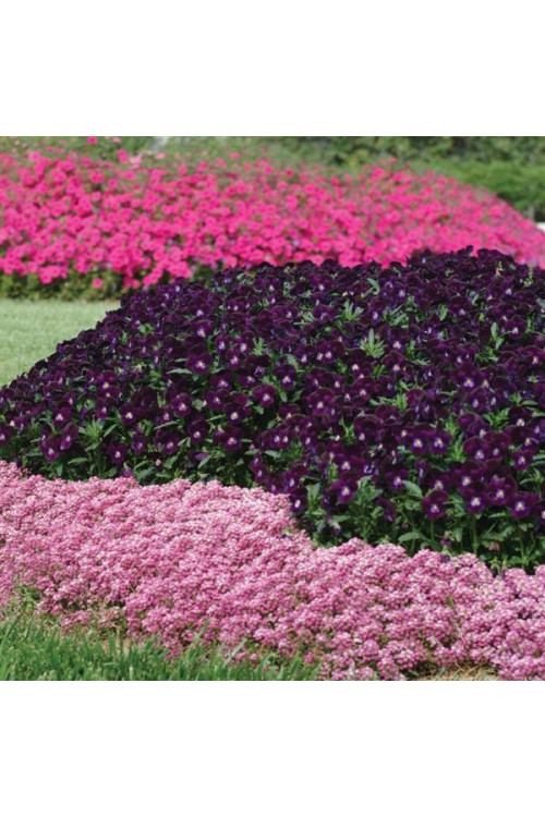 Smagliczka różowa div class'lat' Lobularia /div