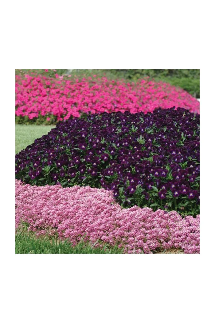 Smagliczka różowa div class'lat' Lobularia /div