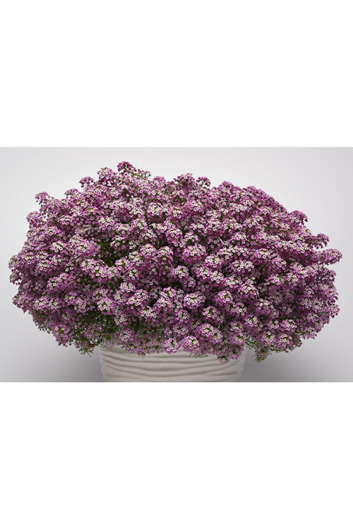 Smagliczka różowa div class'lat' Lobularia /div