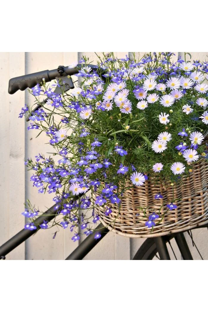 Czubatka ubiorkolistna, brachycome