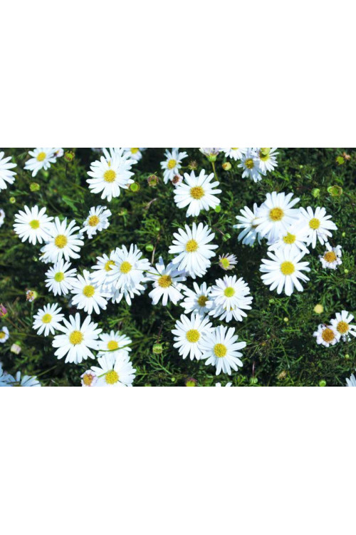 Czubatka ubiorkolistna, brachycome