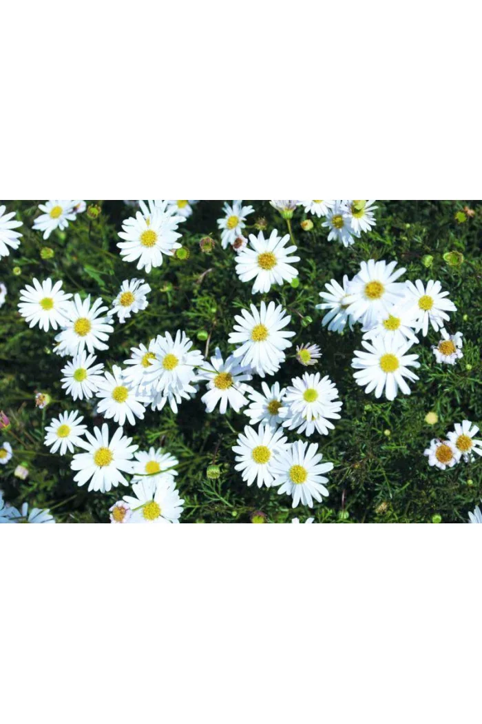 Czubatka ubiorkolistna, brachycome