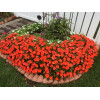 Sunpatiens (Niecierpek) 'Compact Electric Orange' div class'lat' Impatiens /div