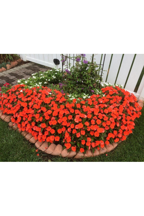 Sunpatiens (Niecierpek) 'Compact Electric Orange' div class'lat' Impatiens /div