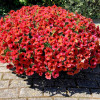 Beautical 'Bordeaux' (Petunia nowej generacji)