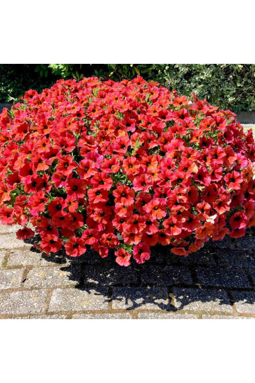 Beautical 'Bordeaux' (Petunia nowej generacji)