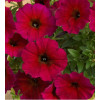 Beautical 'Bordeaux' (Petunia nowej generacji)