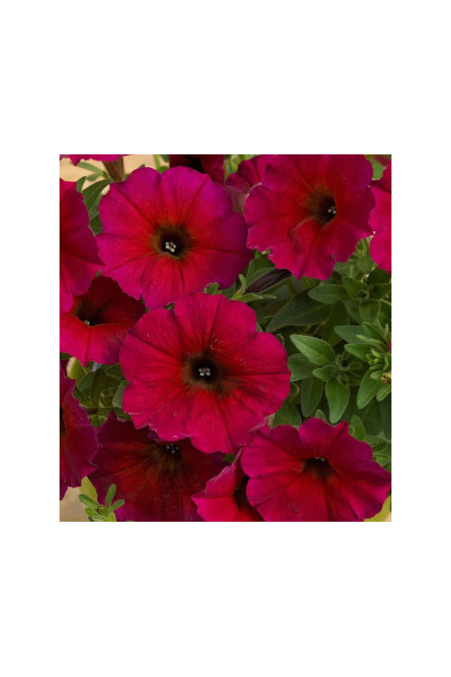 Beautical 'Bordeaux' (Petunia nowej generacji)