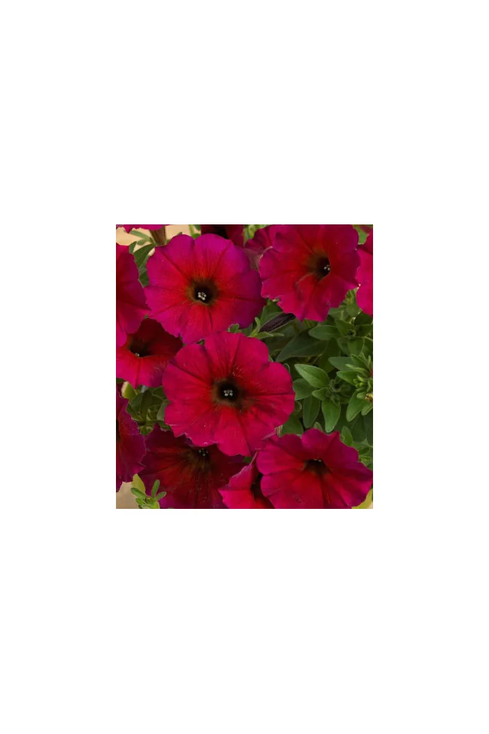 Beautical 'Bordeaux' (Petunia nowej generacji)