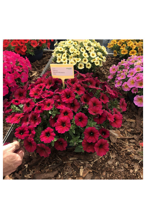Beautical 'Bordeaux' (Petunia nowej generacji)