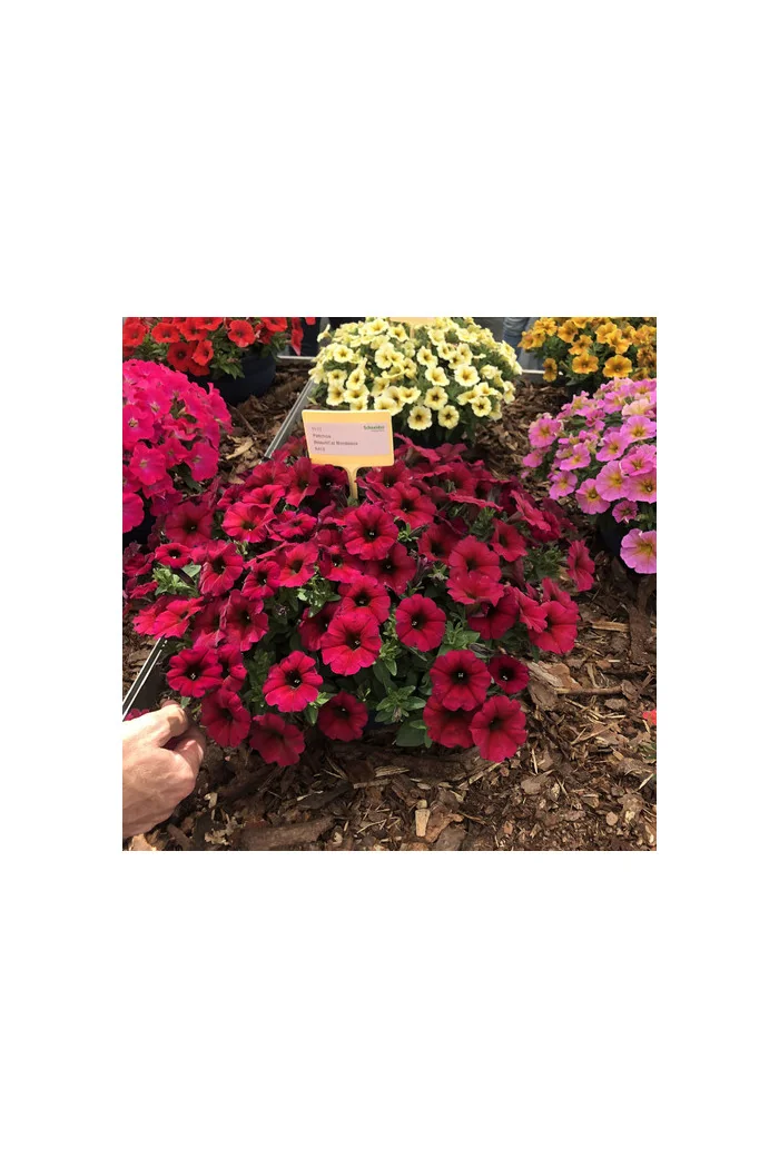 Beautical 'Bordeaux' (Petunia nowej generacji)