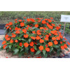 Sunpatiens (Niecierpek) 'Compact Electric Orange' div class'lat' Impatiens /div