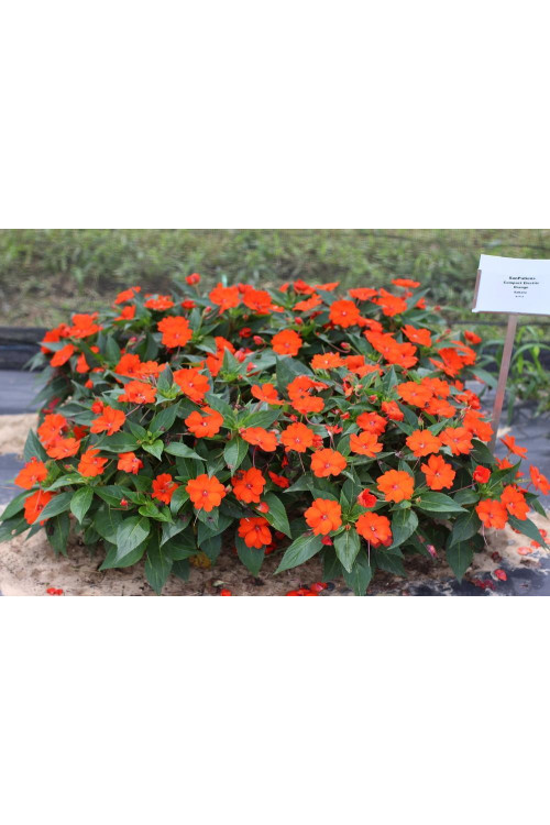 Sunpatiens (Niecierpek) 'Compact Electric Orange' div class'lat' Impatiens /div