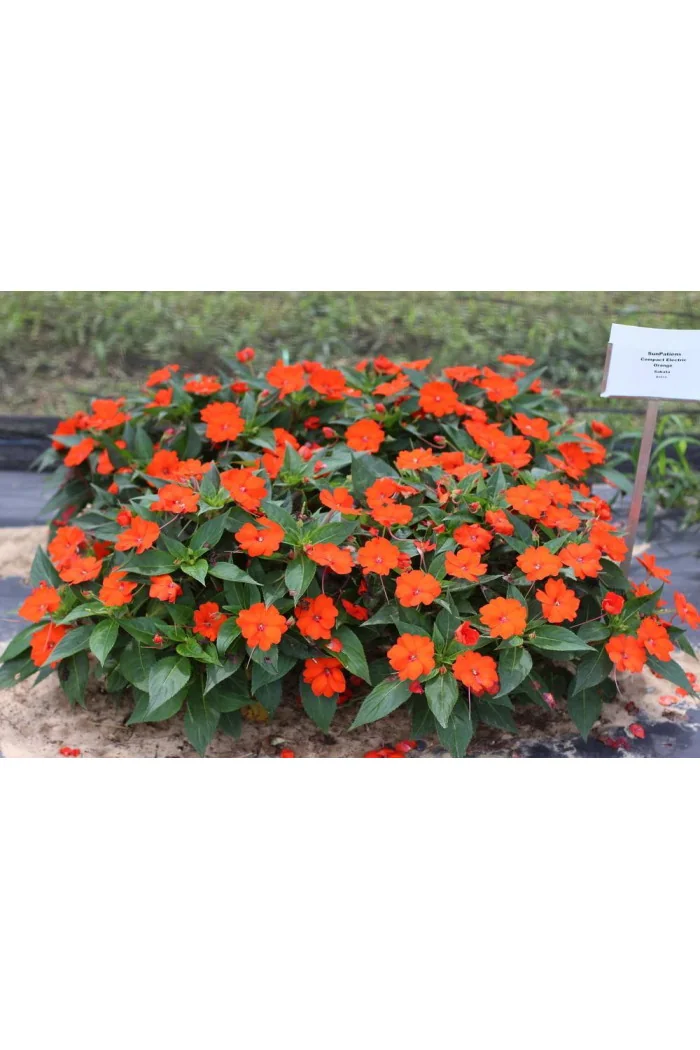 Sunpatiens (Niecierpek) 'Compact Electric Orange' div class'lat' Impatiens /div